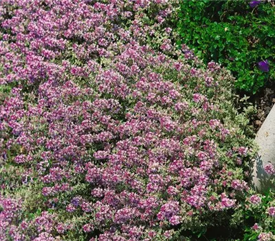 Weißrandiger Garten-Thymian 'Silver Queen'