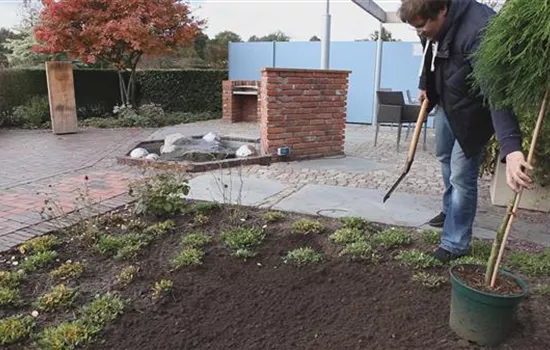 Fadenzypresse - Einpflanzen im Garten