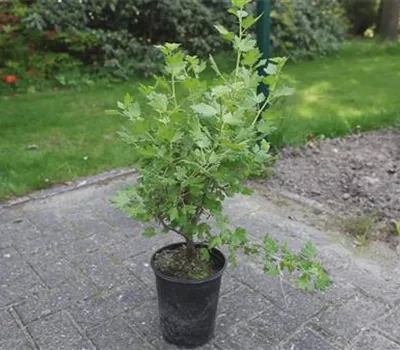 Stachelbeere - Einpflanzen im Garten