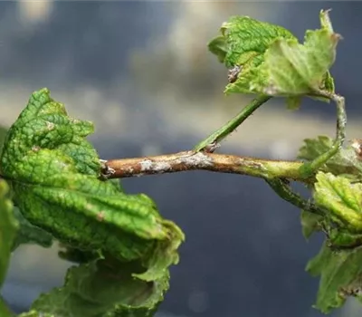 Echter Mehltau an Johannisbeeren