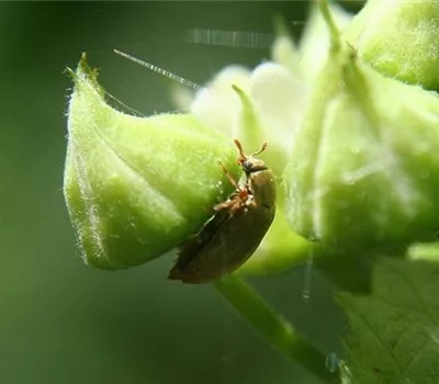 Himbeerkäfer