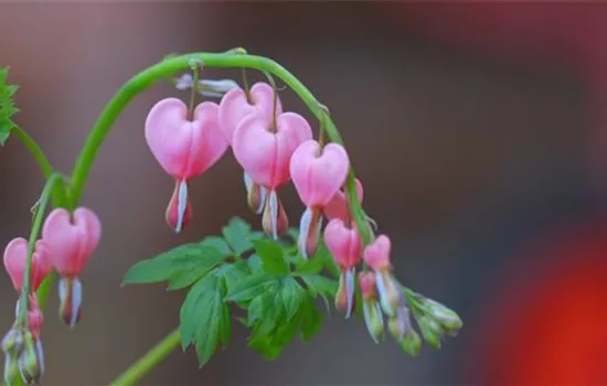 Tränendes Herz - Einpflanzen im Garten