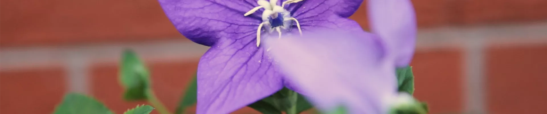 Ballonblume - Einpflanzen im Garten (Thumbnail).jpg