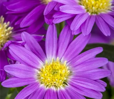 Glattblatt-Aster