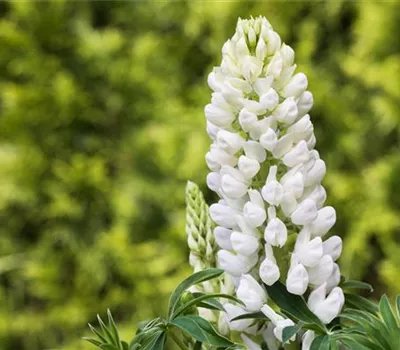 Lupinen, gut für den Garten und seine Bewohner