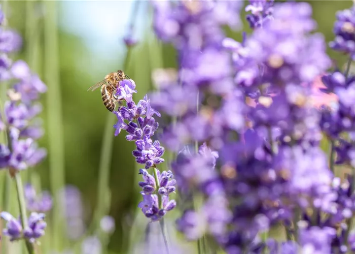 Bienenfreundliche Sommerblumen – ein Büffet für Biene und Co.