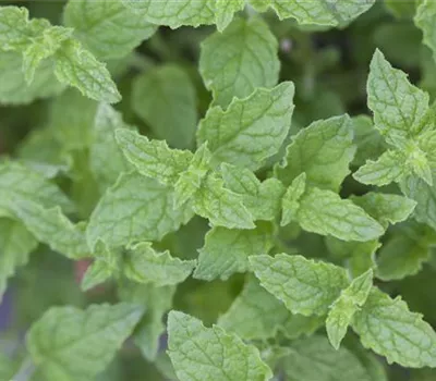 Die Erdbeer-Minze: zarte Pflanze, viel Aroma