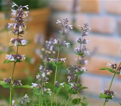 Katzenminze - Einpflanzen im Garten