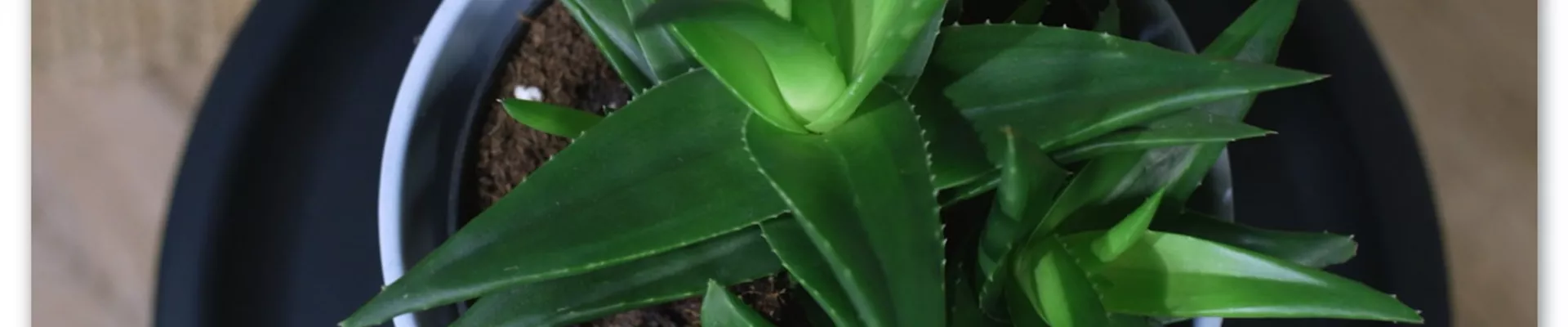 Zimmerpflanzenportrait - Aloe Vera (Thumbnail).jpg