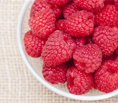 Himbeeren als leckerer Snack für Balkon und Garten