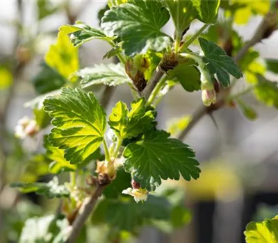 Stachelbeeren richtig pflanzen und pflegen