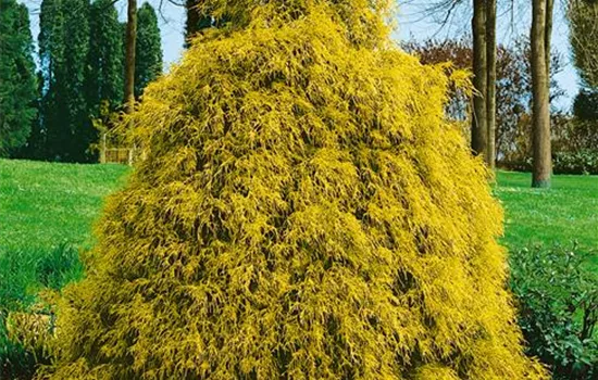 Gelbe Fadenzypresse 'Filifera Aurea'