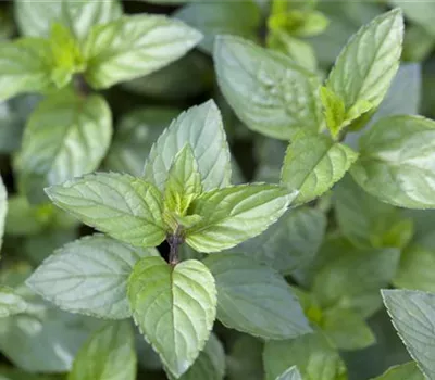 Die Schoko-Minze: Schokolade für den Garten