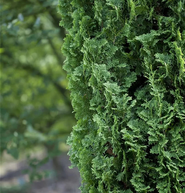 Lebensbaum 'Degroot´s Spire'