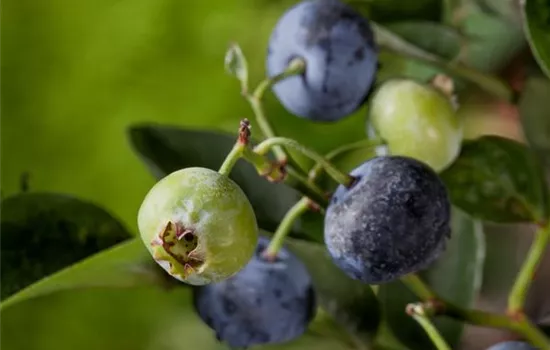 Heidelbeeren – die blauen Super-Beeren