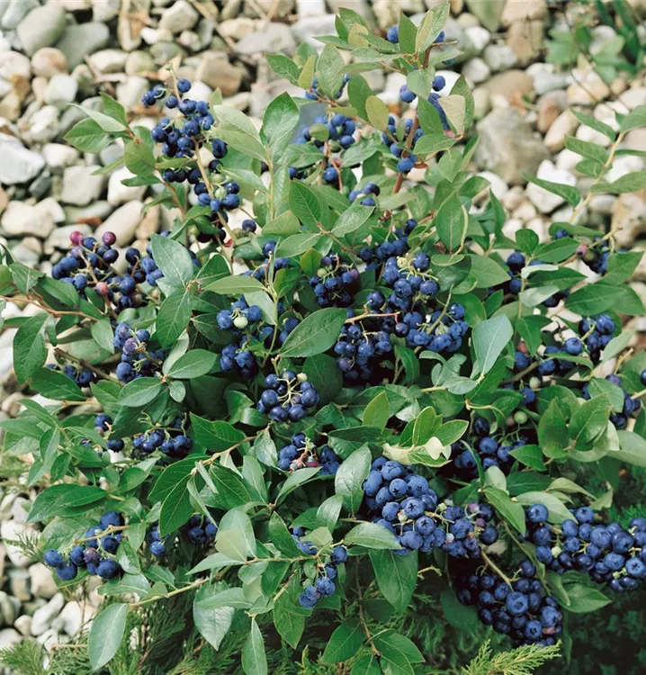 Blaubeere