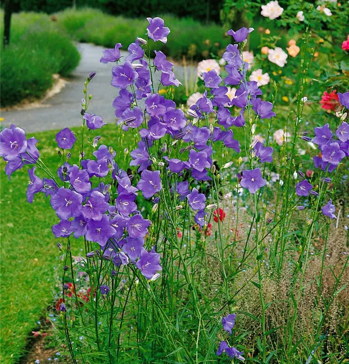 Pfirsichblättrige Glockenblume