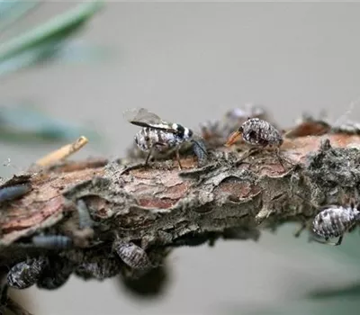 Baum- oder Rindenläuse am Lebensbaum