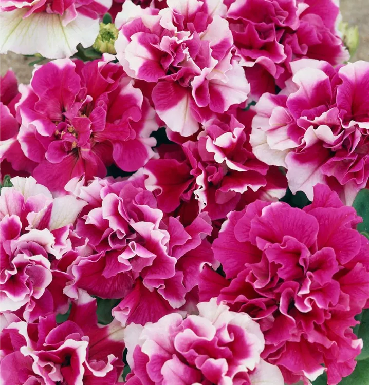 Petunie (gefüllt blühend)