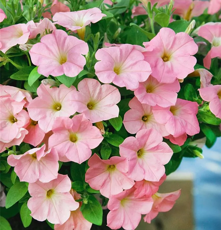 Petunie 'Potunia'®