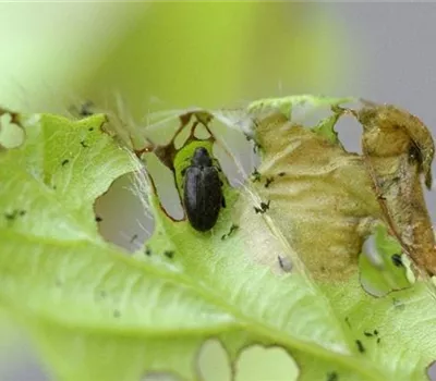 Buchenspringrüssler