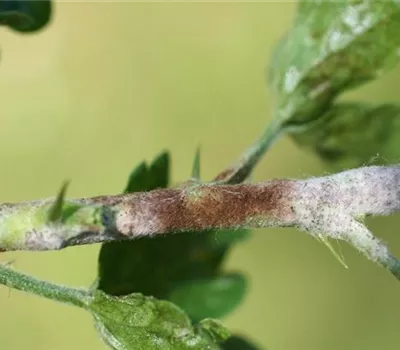 Echter Mehltau an Stachelbeeren