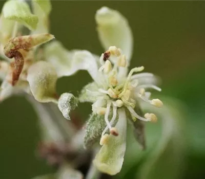 Echter Mehltau an Äpfeln