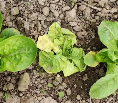 Erdraupen an Salat