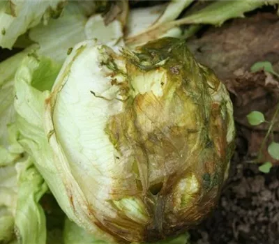 Fäulen an Salat