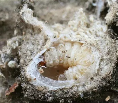 Obstmade oder Apfelwickler