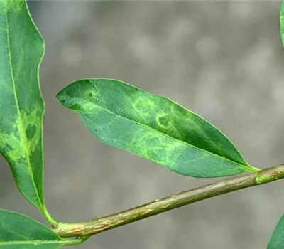 Virus beim Liguster