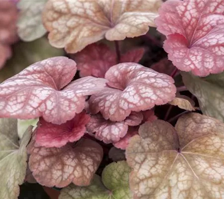 Das Purpurglöckchen – eine Kämpfernatur im Staudenbeet