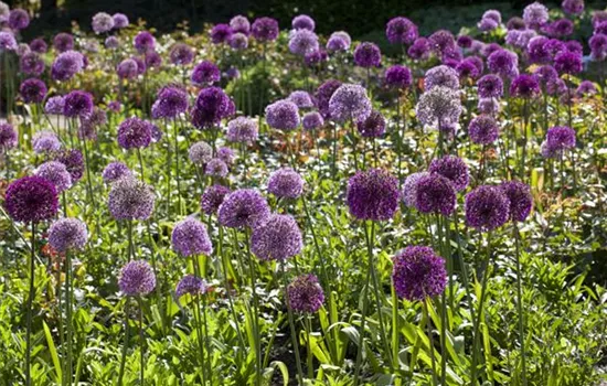 Sommerurlaub für Blumenzwiebeln und Knollen