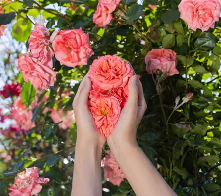 Die Rose – die Königin der Pflanzen für Balkon und Terrasse Die Rose – die Königin der Pflanzen für Balkon und Terrasse