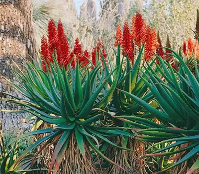 Aloe