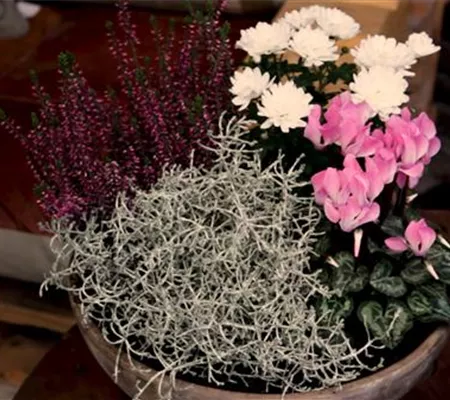 Blumenkübel – Herbstliche Bepflanzung Blumenkübel – Herbstliche Bepflanzung