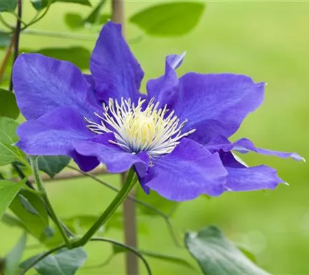 Clematis – die robuste Kletterpflanze im Garten Clematis – die robuste Kletterpflanze im Garten