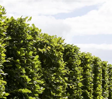 Die Hainbuche: Hecke und Vogelparadies Die Hainbuche: Hecke und Vogelparadies