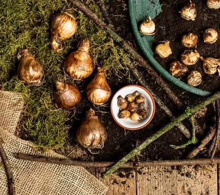 Ab in die Kiste – Blumenzwiebeln und Knollen einlagern Ab in die Kiste – Blumenzwiebeln und Knollen einlagern