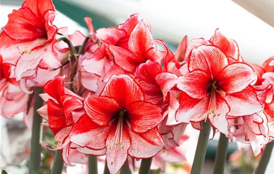 Amaryllis – pflanzen und pflegen im Haus