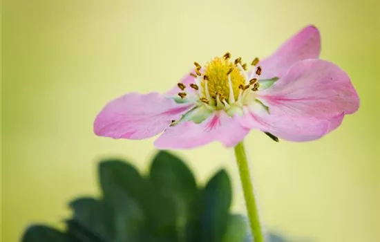 Erdbeeren verfrühen