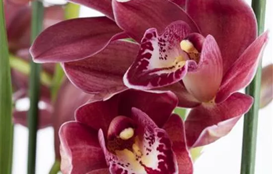 Orchideen als Schnittblume