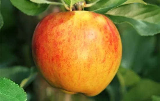 Obstbaum pflanzen: Apfel nach Apfel?