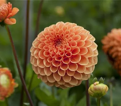 Dahlien vorziehen Dahlien vorziehen