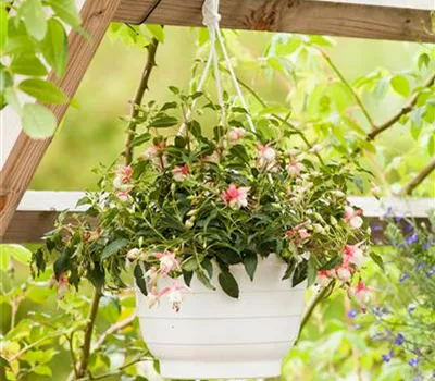 Fuchsien überwintern Fuchsien überwintern