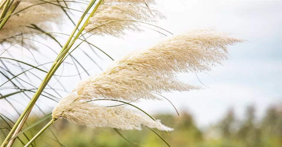 Cortaderia selloana