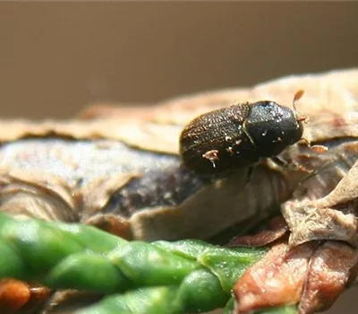 Borkenkäfer an Thuja