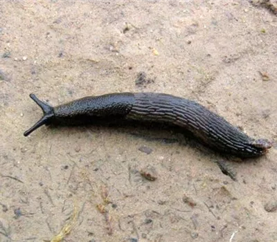 Schnecken an Salat