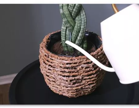 Bogenhanf "Spaghetti" geflochten - Umtopfen