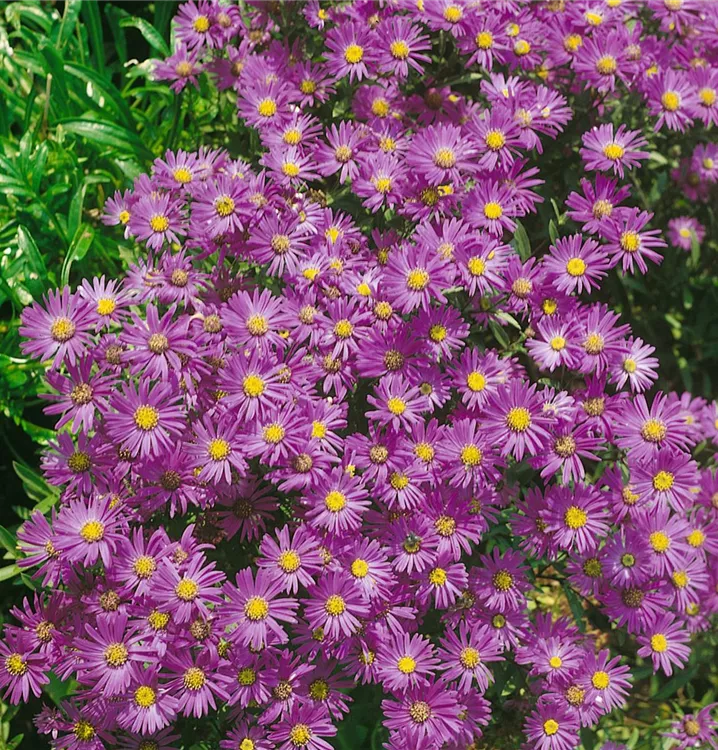 Garten-Kissen-Aster 'Lady in Blue'